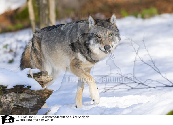 Europischer Wolf im Winter / DMS-16412