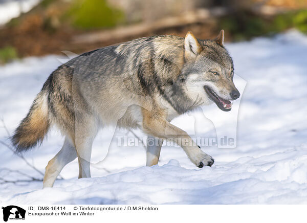 Europischer Wolf im Winter / eurasian greywolf in winter / DMS-16414