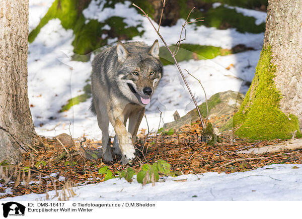 Europischer Wolf im Winter / DMS-16417