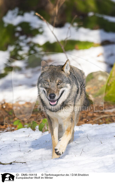Europischer Wolf im Winter / DMS-16418