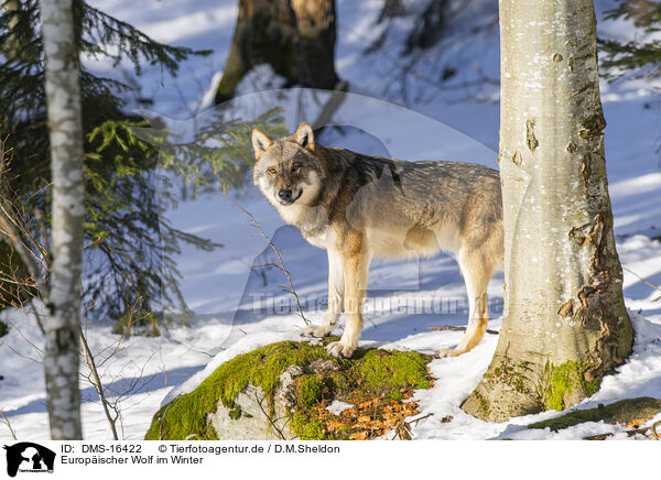 Europischer Wolf im Winter / DMS-16422