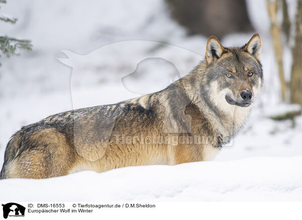 Europischer Wolf im Winter / eurasian greywolf in winter / DMS-16553