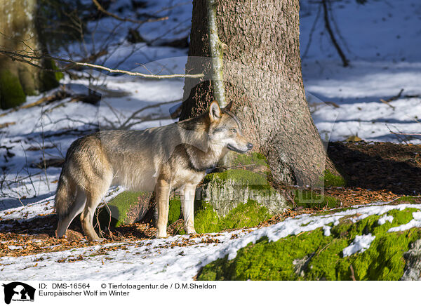 Europischer Wolf im Winter / eurasian greywolf in winter / DMS-16564