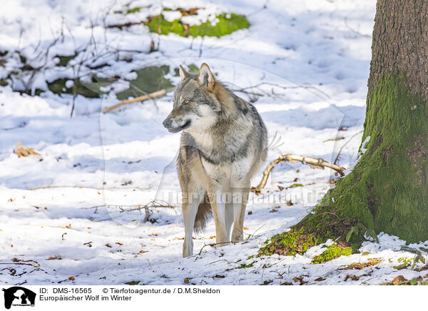 Europischer Wolf im Winter / eurasian greywolf in winter / DMS-16565