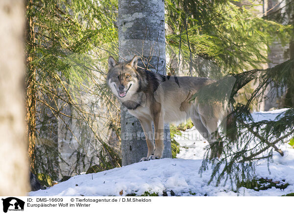 Europischer Wolf im Winter / eurasian greywolf in winter / DMS-16609