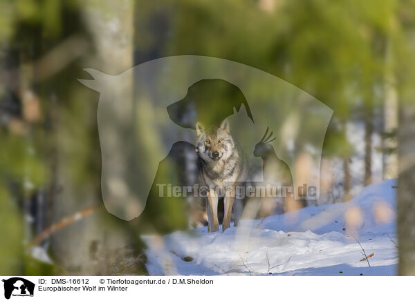 Europischer Wolf im Winter / eurasian greywolf in winter / DMS-16612