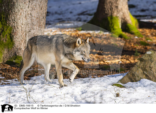 Europischer Wolf im Winter / eurasian greywolf in winter / DMS-16615