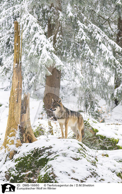 Europischer Wolf im Winter / eurasian greywolf in winter / DMS-16660