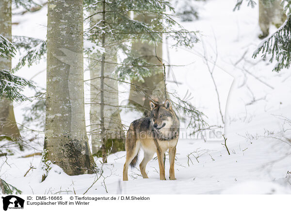 Europischer Wolf im Winter / eurasian greywolf in winter / DMS-16665