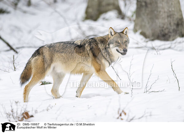 Europischer Wolf im Winter / eurasian greywolf in winter / DMS-16667