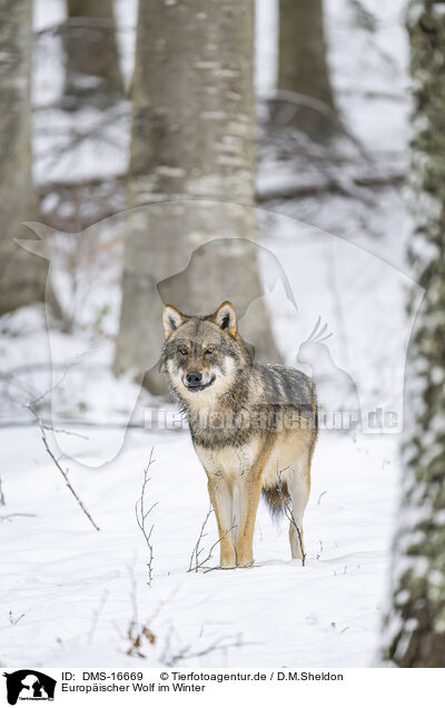 Europischer Wolf im Winter / eurasian greywolf in winter / DMS-16669