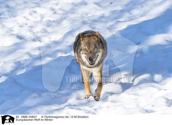 Europischer Wolf im Winter / DMS-16807