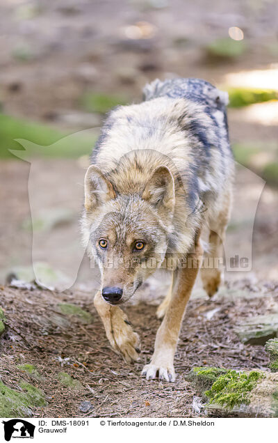 Grauwolf / European gray wolf / DMS-18091