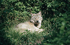 Grauwolf