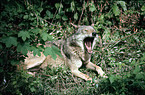 Grauwolf