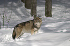 Wolf im Schnee