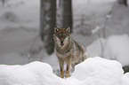 Wolf im Schnee