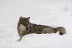 Wolf im Schnee