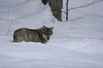 Wolf im Schnee