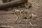 Grauwolf