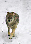 Wolf im Schnee