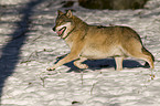 rennender Grauwolf
