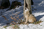 Grauwolf