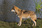 Grauwolf