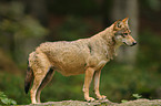 Grauwolf