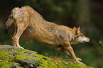 Grauwolf