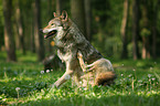 Grauwolf