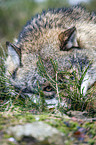 Grauwolf