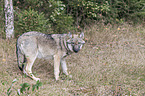 Grauwolf