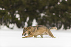 Wolf rennt durch den Schnee