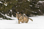 Wolf rennt durch den Schnee