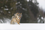 Wolf rennt durch den Schnee