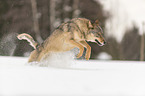 Wolf rennt durch den Schnee