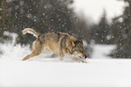 Wolf rennt durch den Schnee