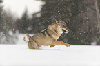 Wolf rennt durch den Schnee