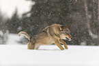 Wolf rennt durch den Schnee