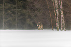 Wolf rennt durch den Schnee