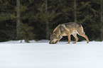Wolf luft durch den Schnee
