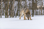 Wolf luft durch den Schnee