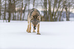 Wolf luft durch den Schnee