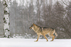 Wolf luft durch den Schnee