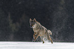 Wolf rennt durch den Schnee
