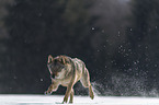 Wolf rennt durch den Schnee
