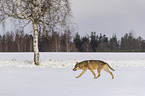 Wolf rennt durch den Schnee