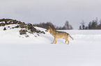 Wolf im Schnee