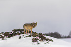 Wolf im Schnee